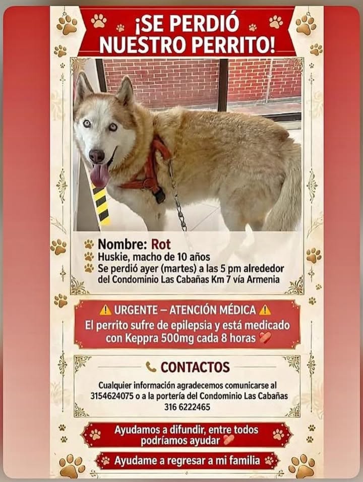 Perro Husky perdido en Pereira 