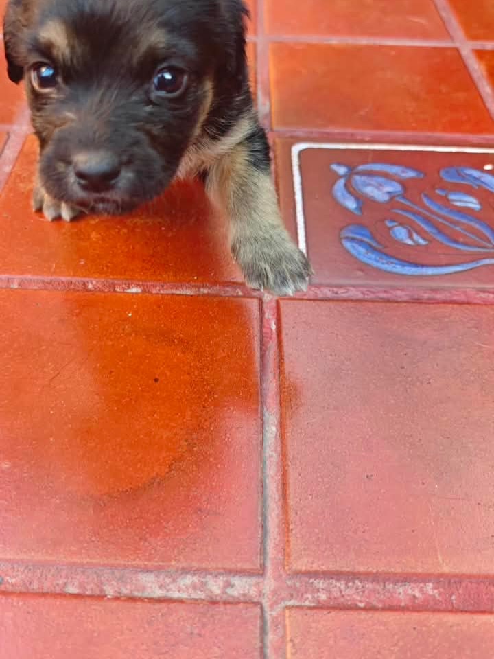 Adopta a Helena, cachorra criolla de 1 mes en Bogotá 