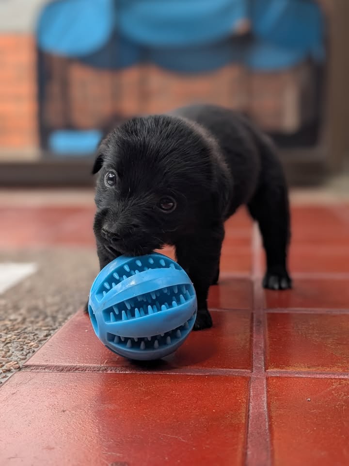 Adopta a Rafael: Cachorro mestizo, 1 mes, tamaño sorpresa en Bogotá 