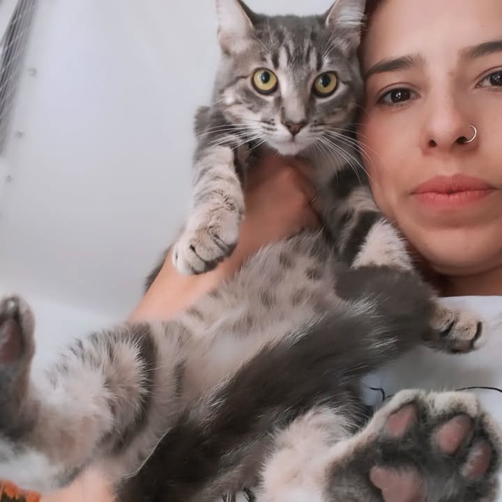 Gato Axel busca un hogar en Bogotá 