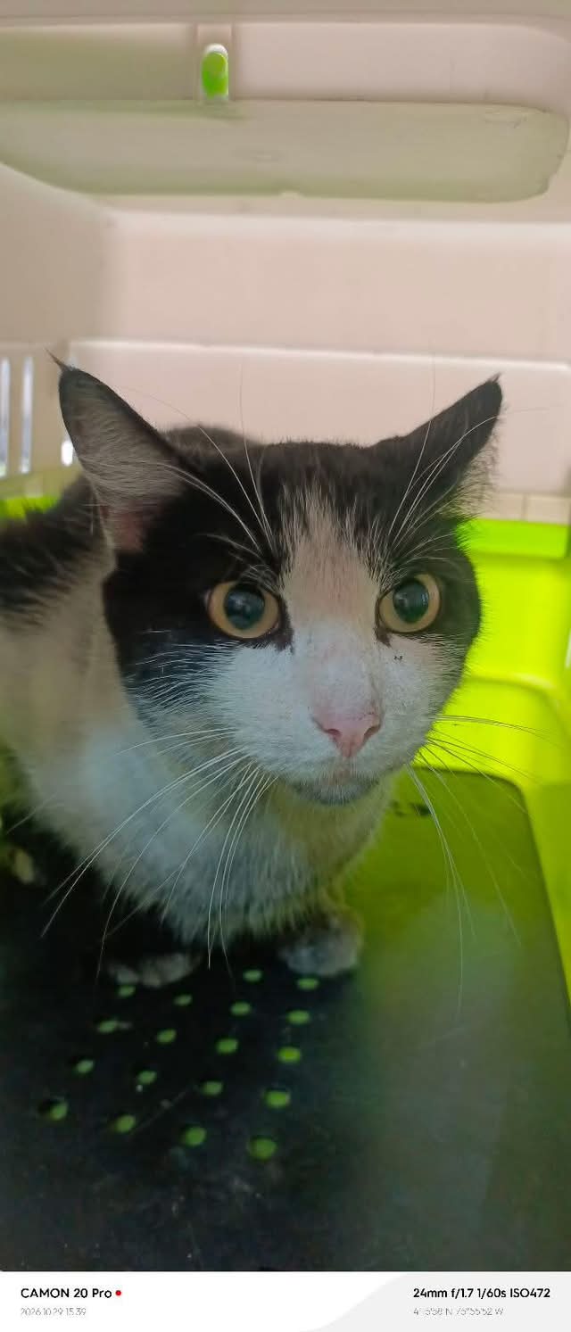 Gato encontrado en Sevilla, Valle 