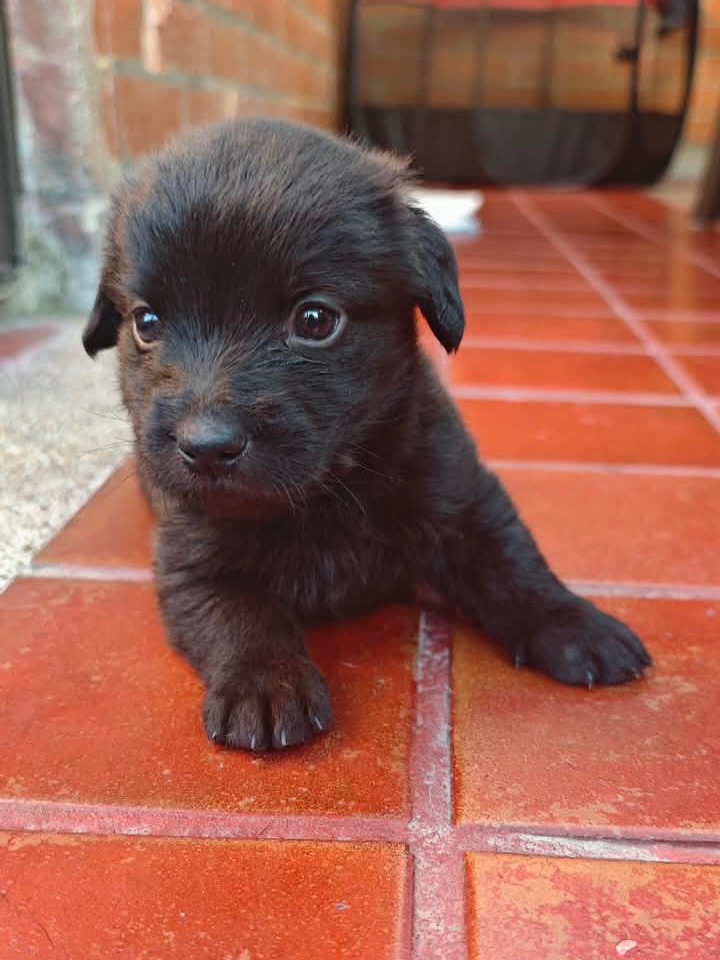 Adopta a Rafael: Cachorro mestizo, 1 mes, tamaño sorpresa en Bogotá 