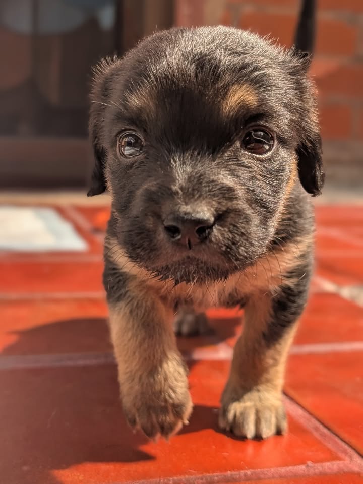 Adopta a Helena, cachorra criolla de 1 mes en Bogotá 