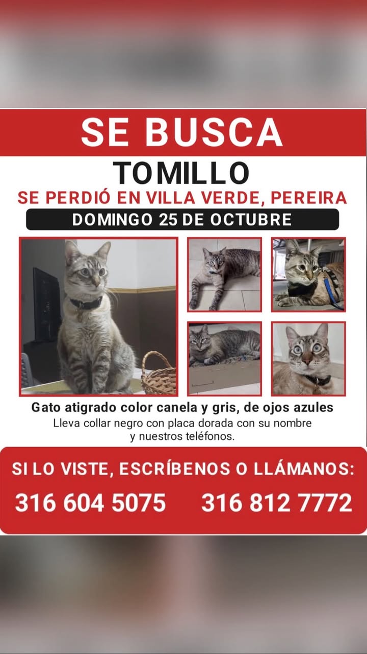 Gato Tomillo perdido en Villa Verde, Pereira 