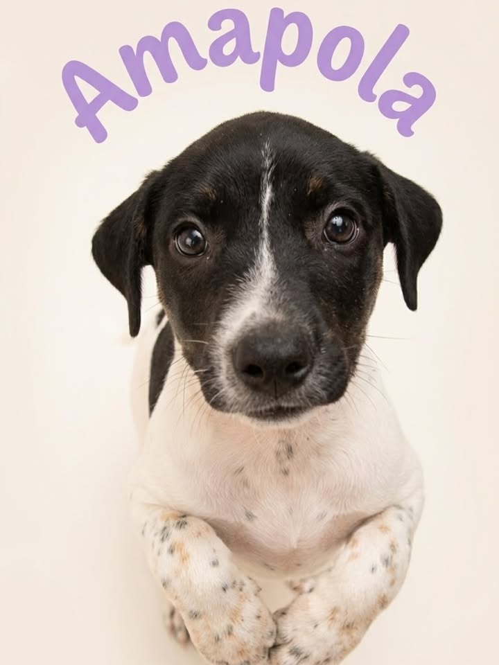 Adopta a Amapola, cachorrita adorable y cariñosa en Cartago 