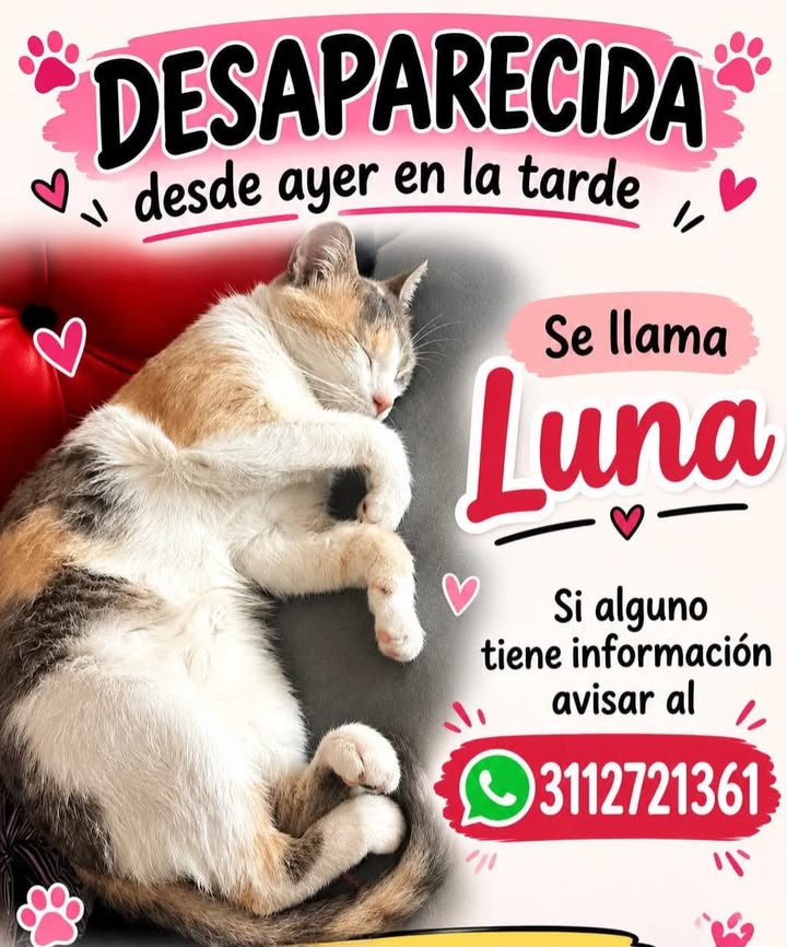 Gato desaparecido en Pereira, Risaralda 