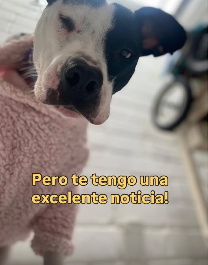 Adopta a Alegría, una perrita juguetona y amorosa en Bogotá 