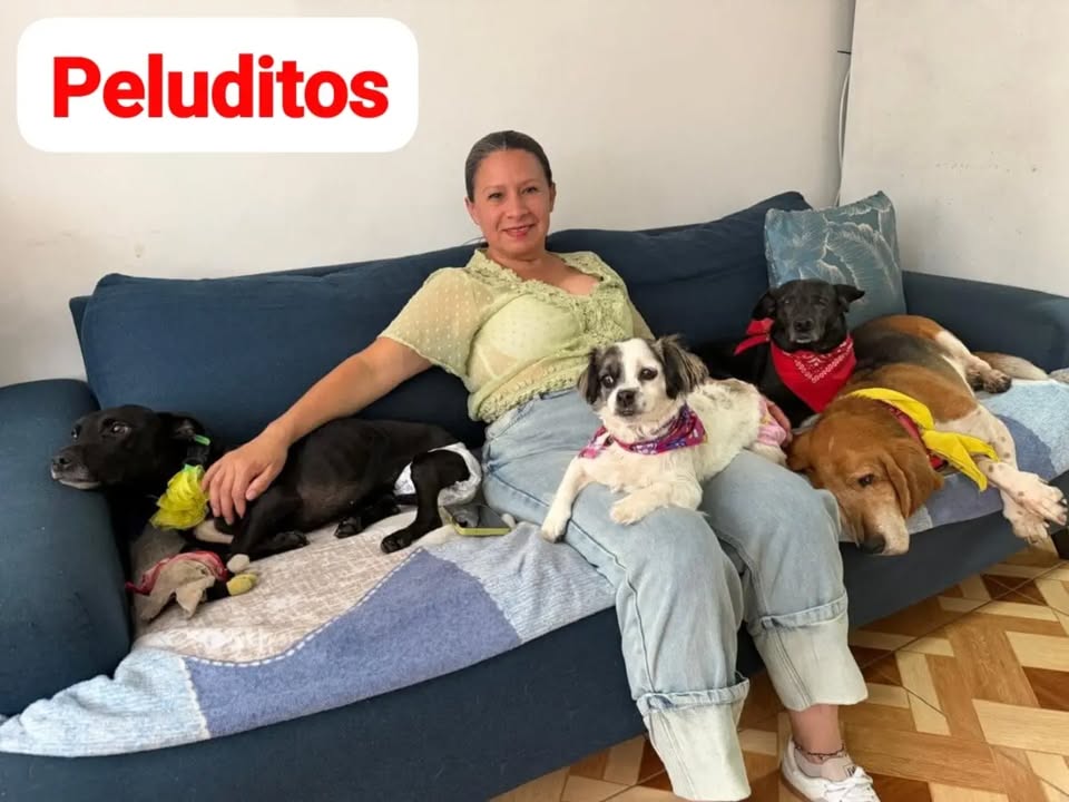 Adopta un perro adulto mayor con problemas de oído 