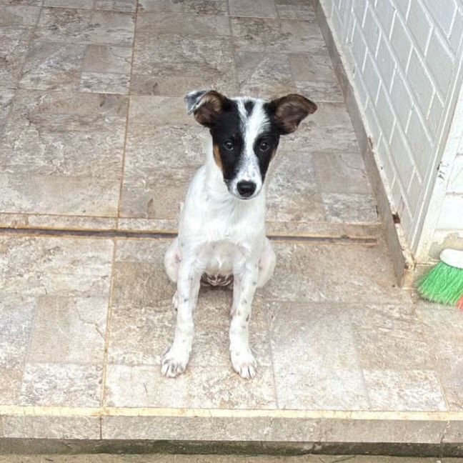 Adopción de hembras de 5 meses esterilizadas en Pereira 