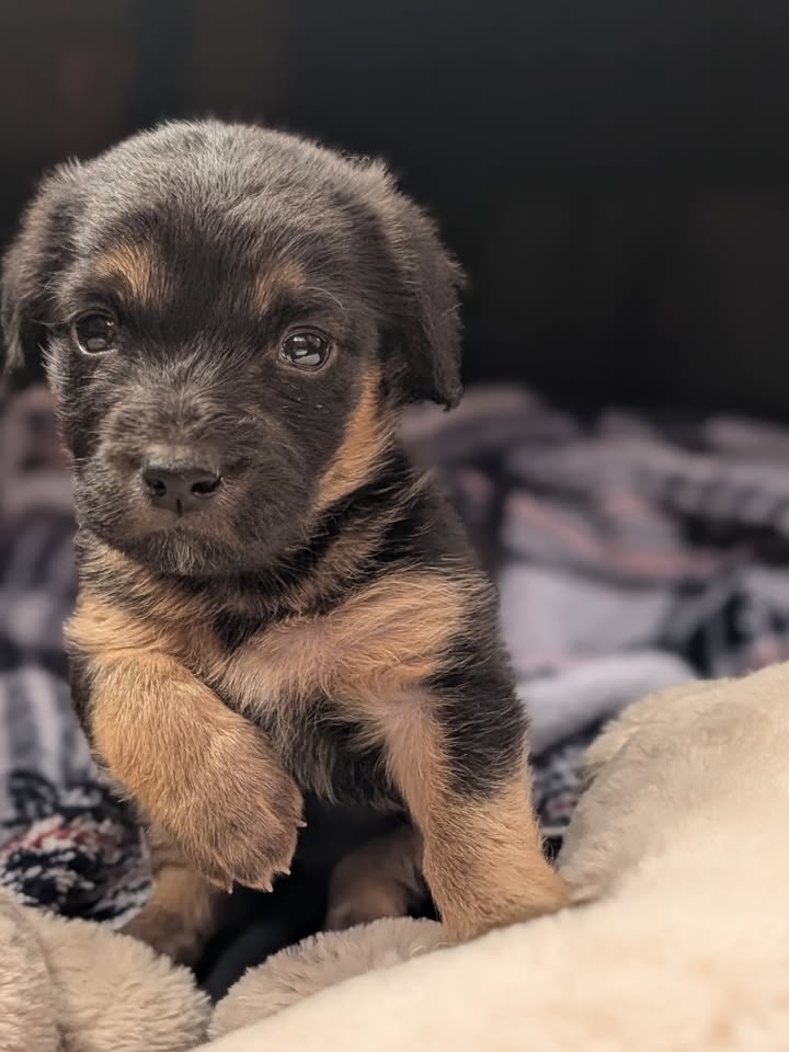 Adopta a Helena, cachorra criolla de 1 mes en Bogotá 
