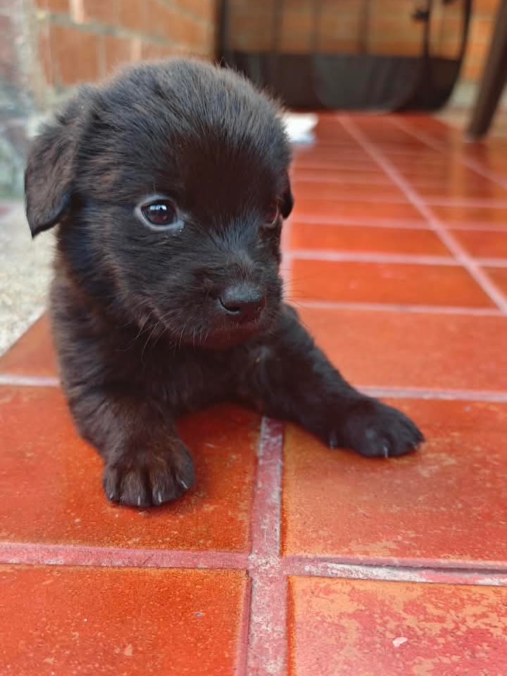 Adopta a Rafael: Cachorro mestizo, 1 mes, tamaño sorpresa en Bogotá 