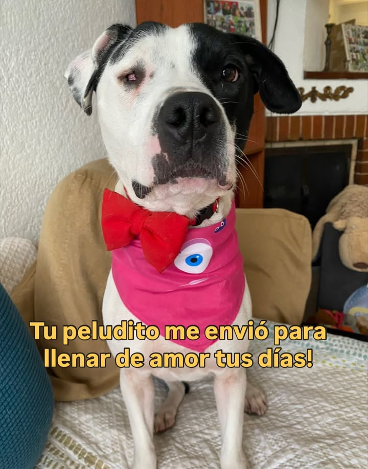 Adopta a Alegría, una perrita juguetona y amorosa en Bogotá 