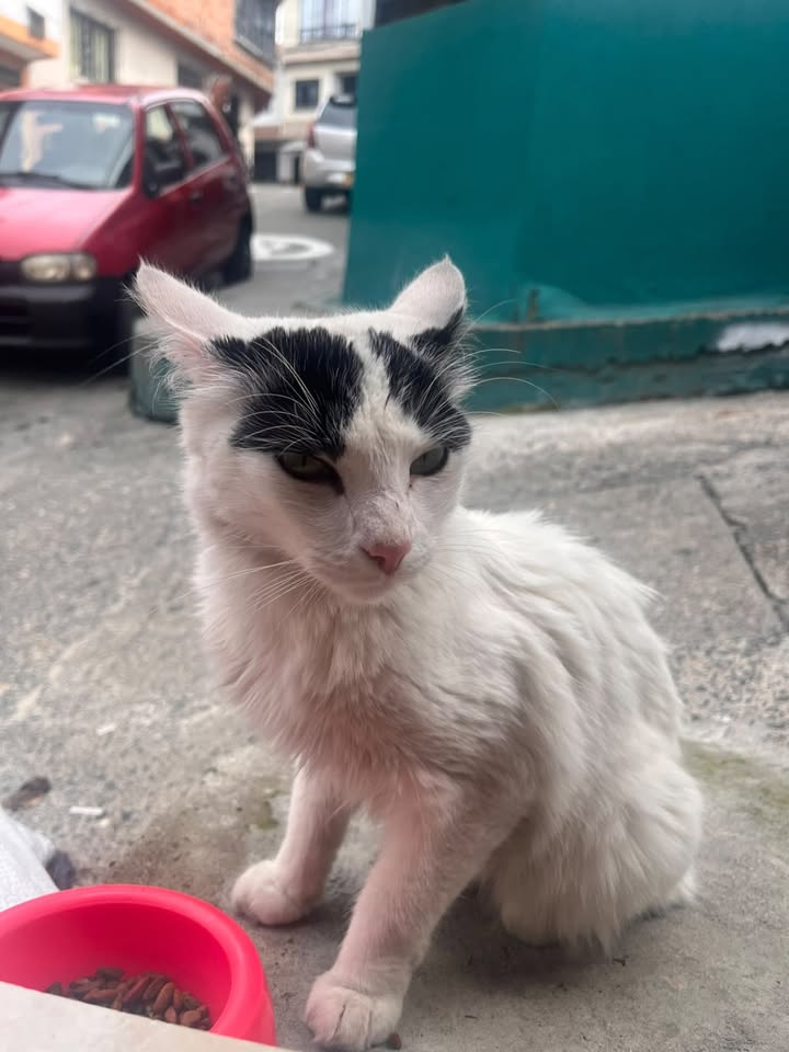 Gatica en adopción o hogar de paso en Pereira 