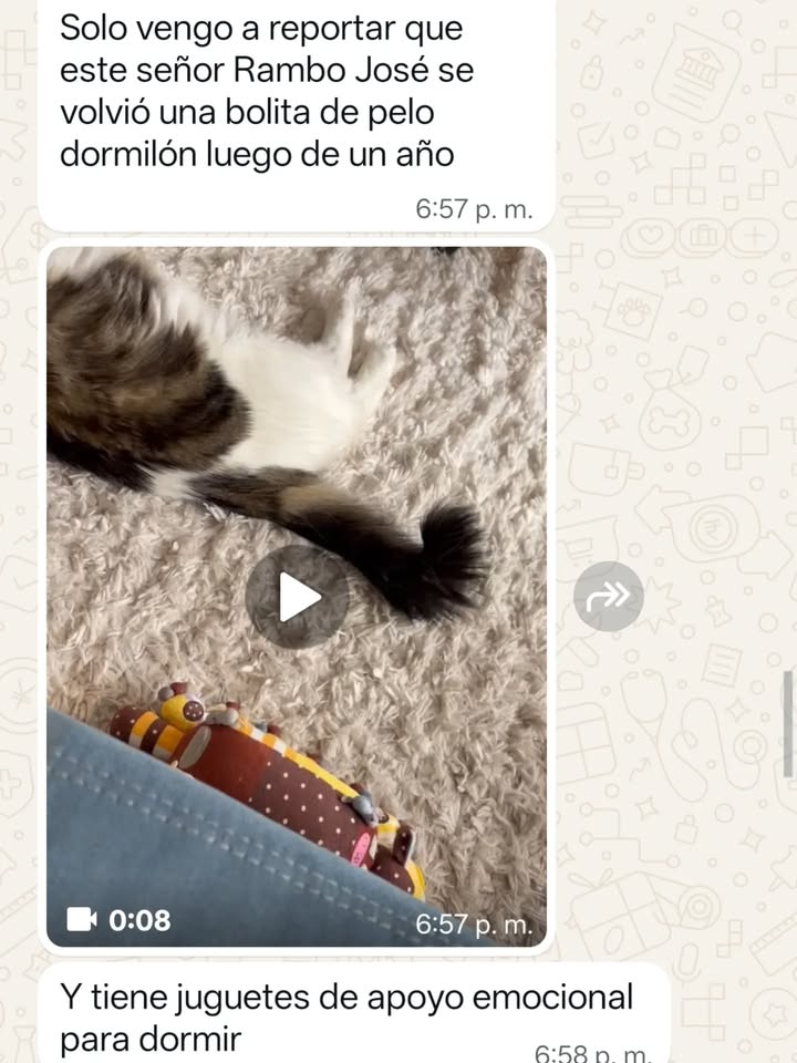 Seguimiento adopción ex Toby, ahora Rambito 