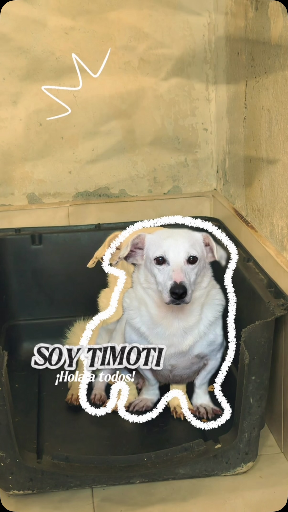 Perro Timothi busca familia en Cartago 
