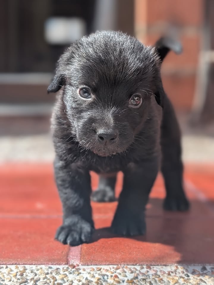 Adopta a Rafael: Cachorro mestizo, 1 mes, tamaño sorpresa en Bogotá 