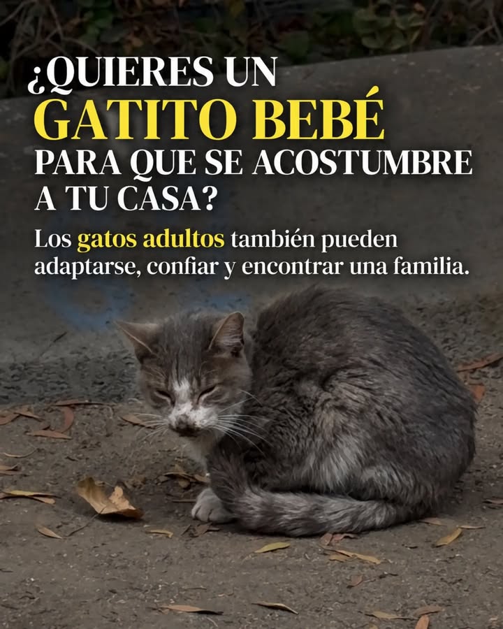 Adopta un gato adulto en Pereira, Risaralda - Colombia 