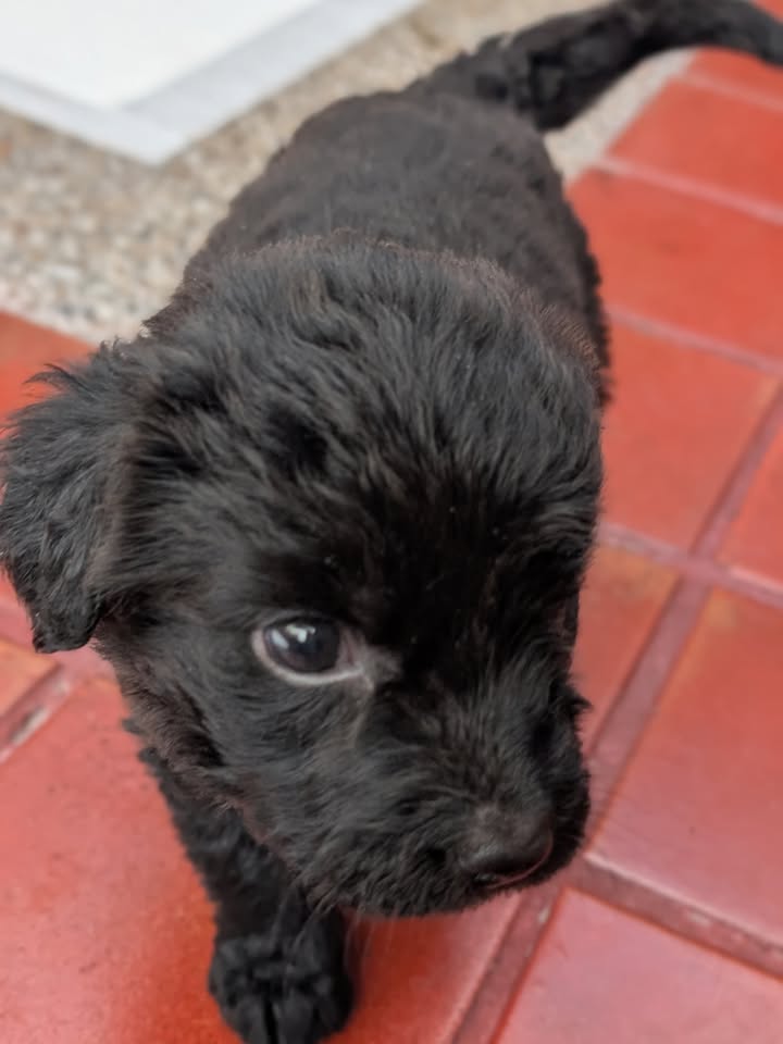 Adopta a Joaquina, cachorro criollo en Bogotá 