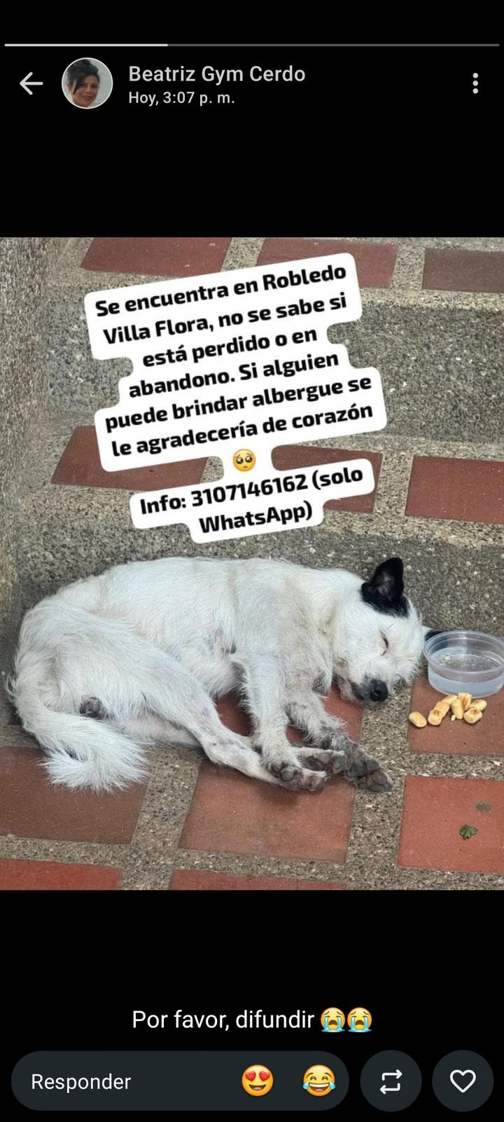 Perro perdido en Medellin, Antioquia 