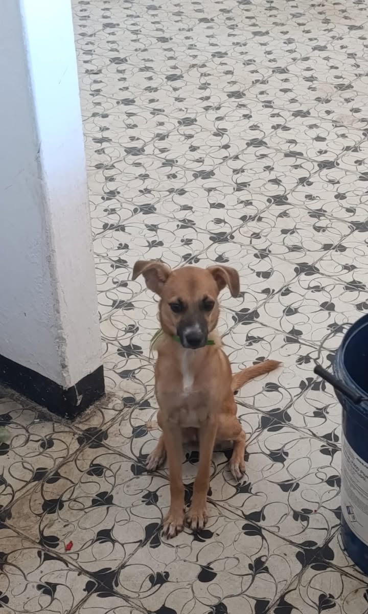 Cachorrita busca hogar en adopción en Tuluá 