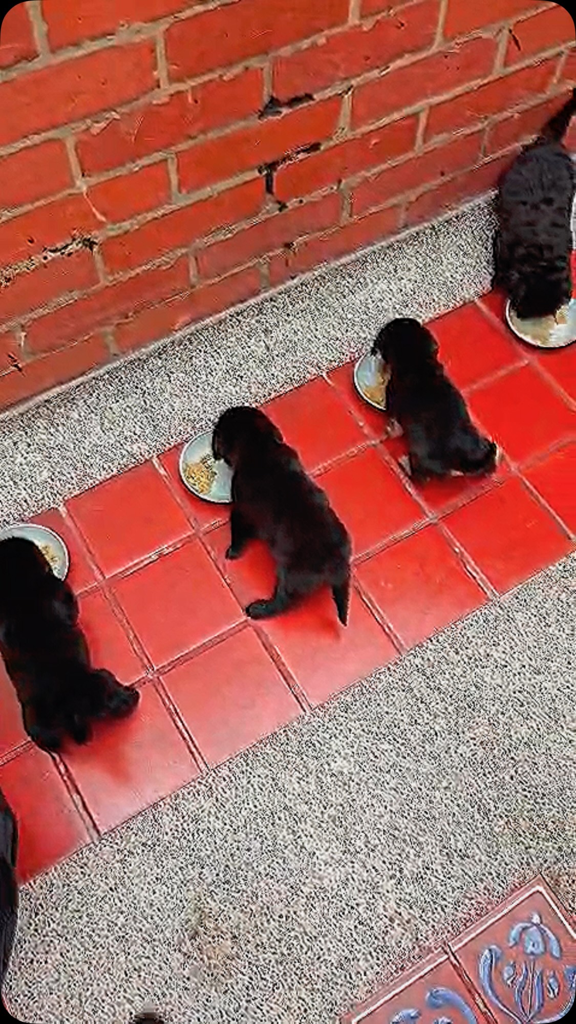 Cachorros disponibles para adopción en Bogotá 