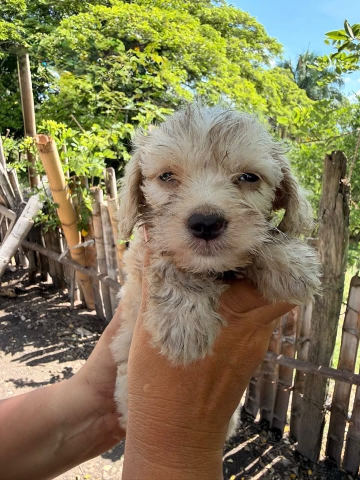 Cachorros medianos pequeños en adopción en Pereira, Risaralda 