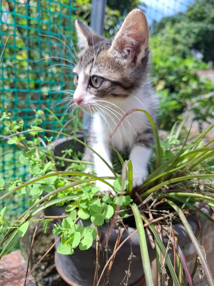 Gatitos juguetones y calmos en adopción responsable 