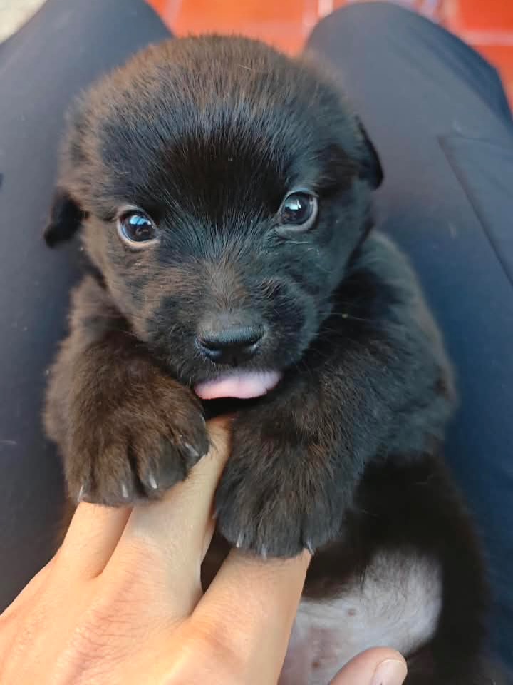 Adopta a Rafael: Cachorro mestizo, 1 mes, tamaño sorpresa en Bogotá 