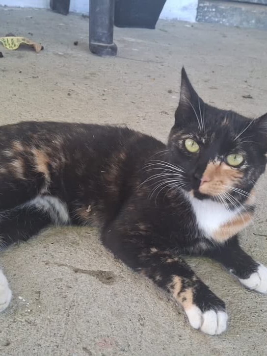 Gatitos juguetones y calmos en adopción responsable 