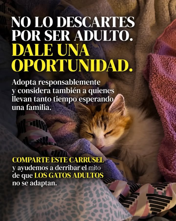Adopta un gato adulto en Pereira, Risaralda - Colombia 