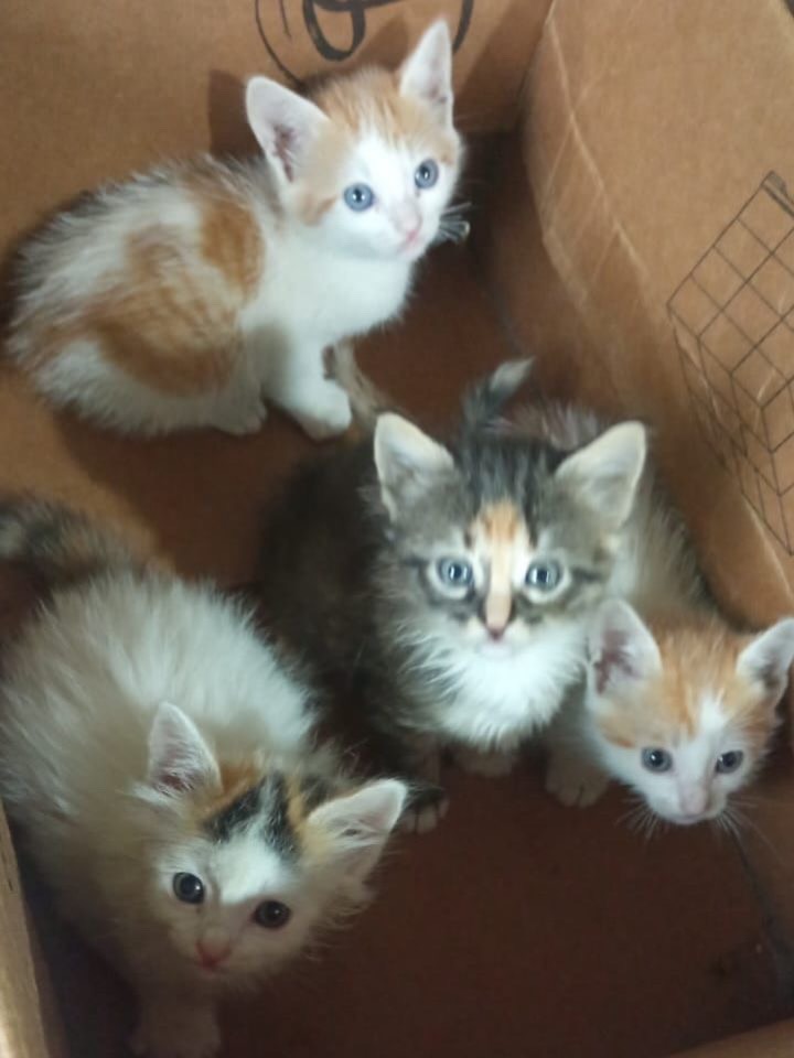 Adopción de gatitos en Pereira, Risaralda 