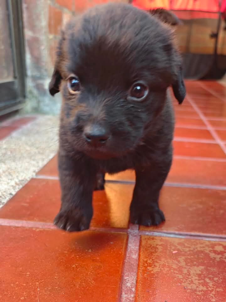 Adopta a Rafael: Cachorro mestizo, 1 mes, tamaño sorpresa en Bogotá 