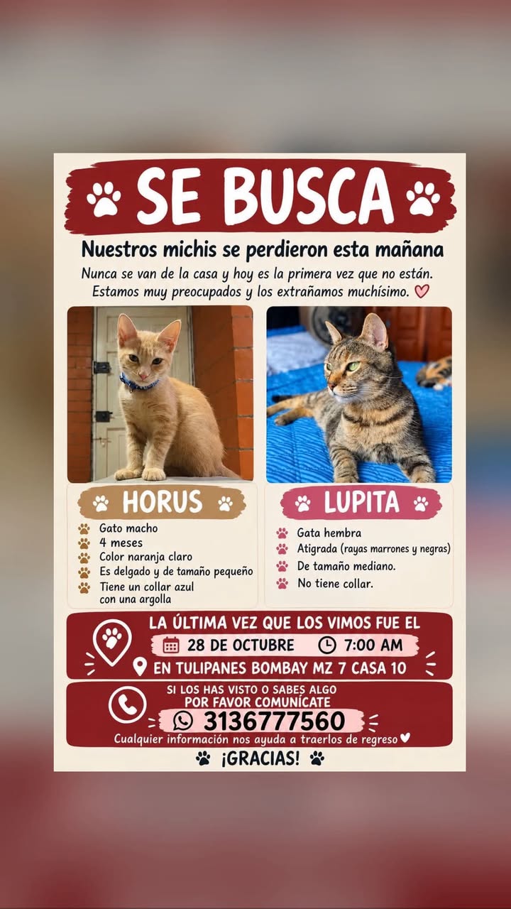Gatos perdidos en Pereira: Horus y Lupita 