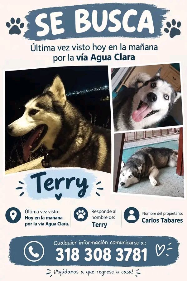 Perro Husky siberiano Terry se busca en Tuluá 