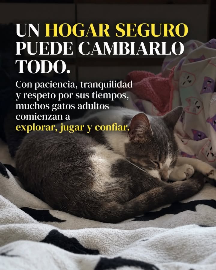 Adopta un gato adulto en Pereira, Risaralda - Colombia 