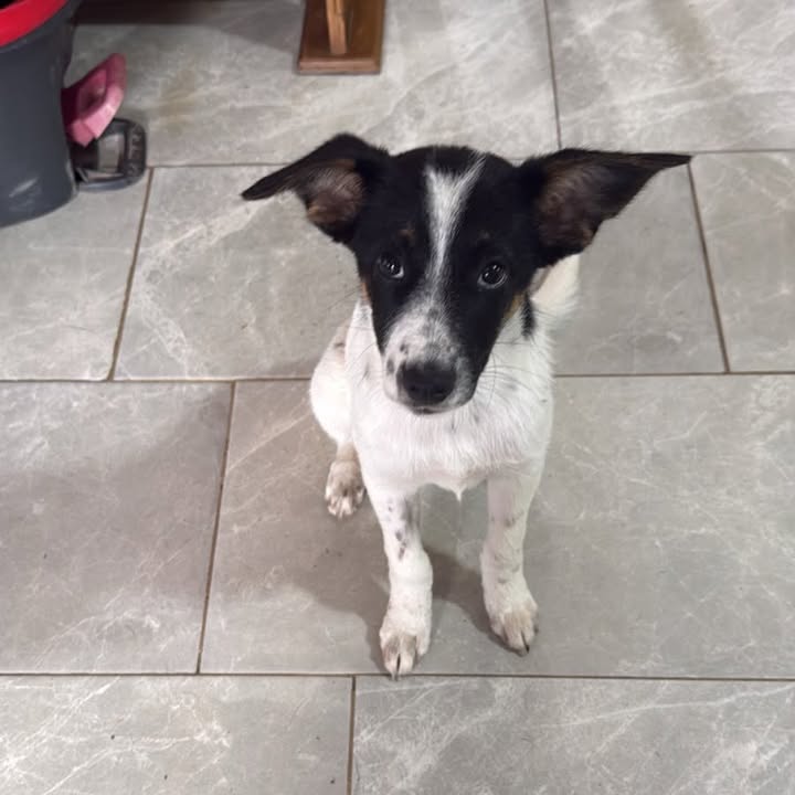 Adopción de hembras de 5 meses esterilizadas en Pereira 