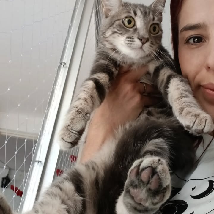 Gato Axel busca un hogar en Bogotá 