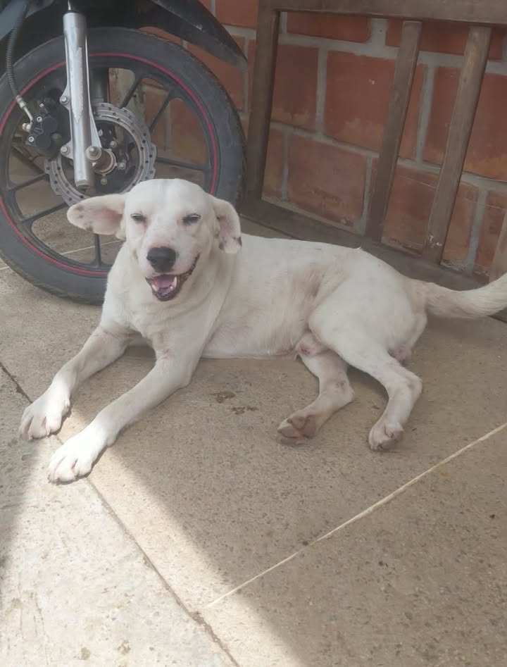 Perro Busca Hogar en Pereira 