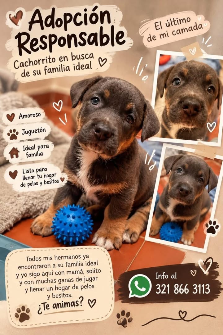 Cachorrito en busca de familia ideal en Tuluá 