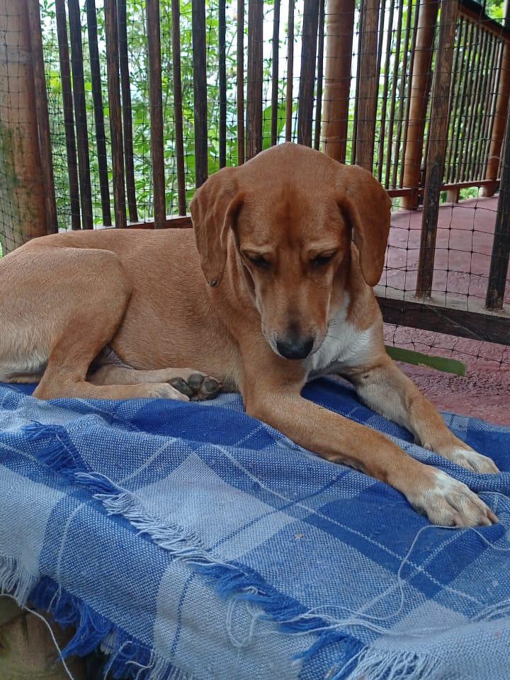 Perro perdido en Pereira, Risaralda 