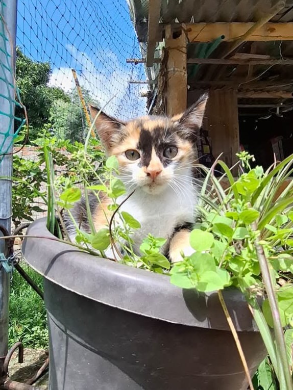 Gatitos juguetones y calmos en adopción responsable 