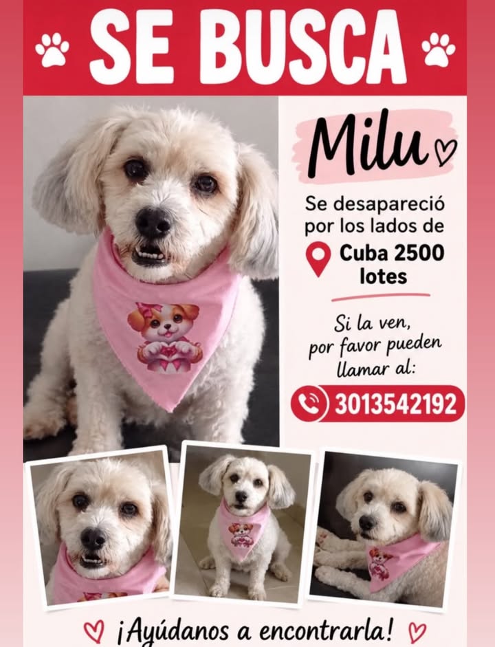 Se busca Milu en Pereira 