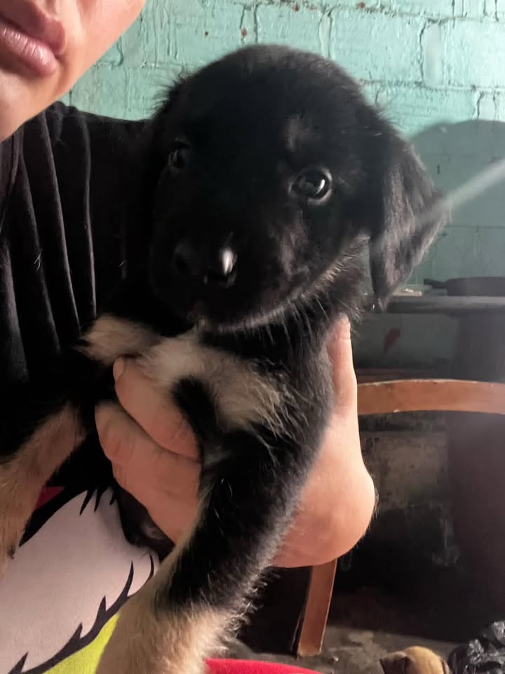 Cachorros en adopción en Pereira, Risaralda 