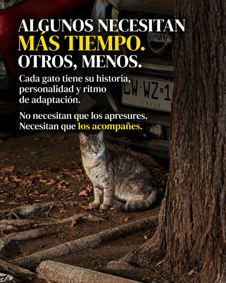 Adopta un gato adulto en Pereira, Risaralda - Colombia 
