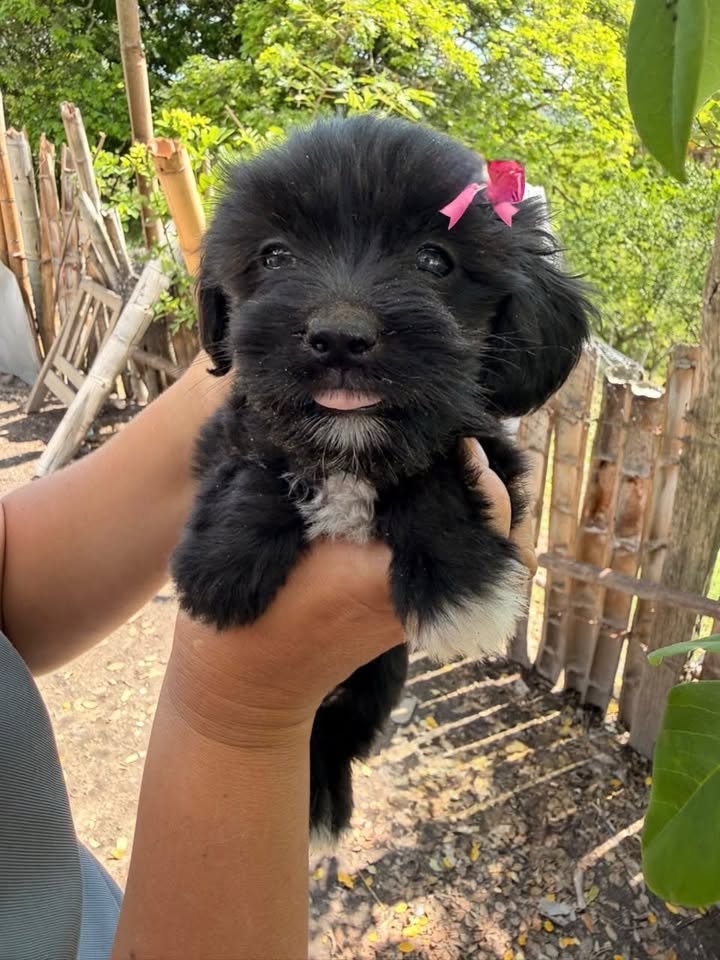 Cachorros medianos pequeños en adopción en Pereira, Risaralda 