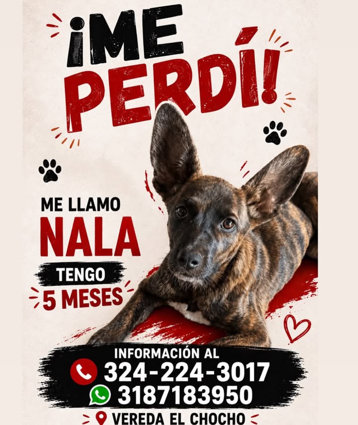 Perro perdido en Pereira, Risaralda 