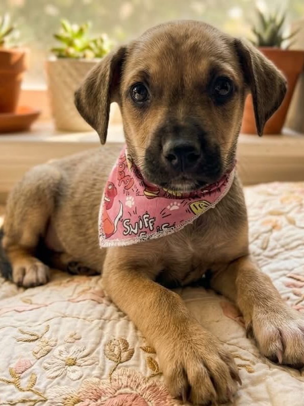 Cachorros en adopción en Pereira, Risaralda 
