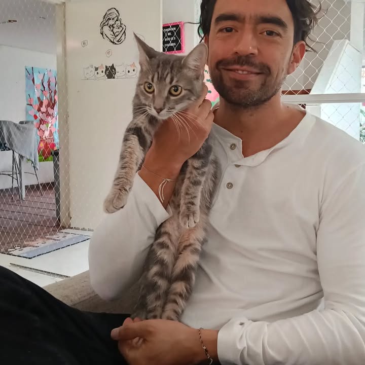 Gato Axel busca un hogar en Bogotá 