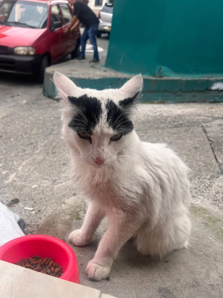Gatica en adopción o hogar de paso en Pereira 