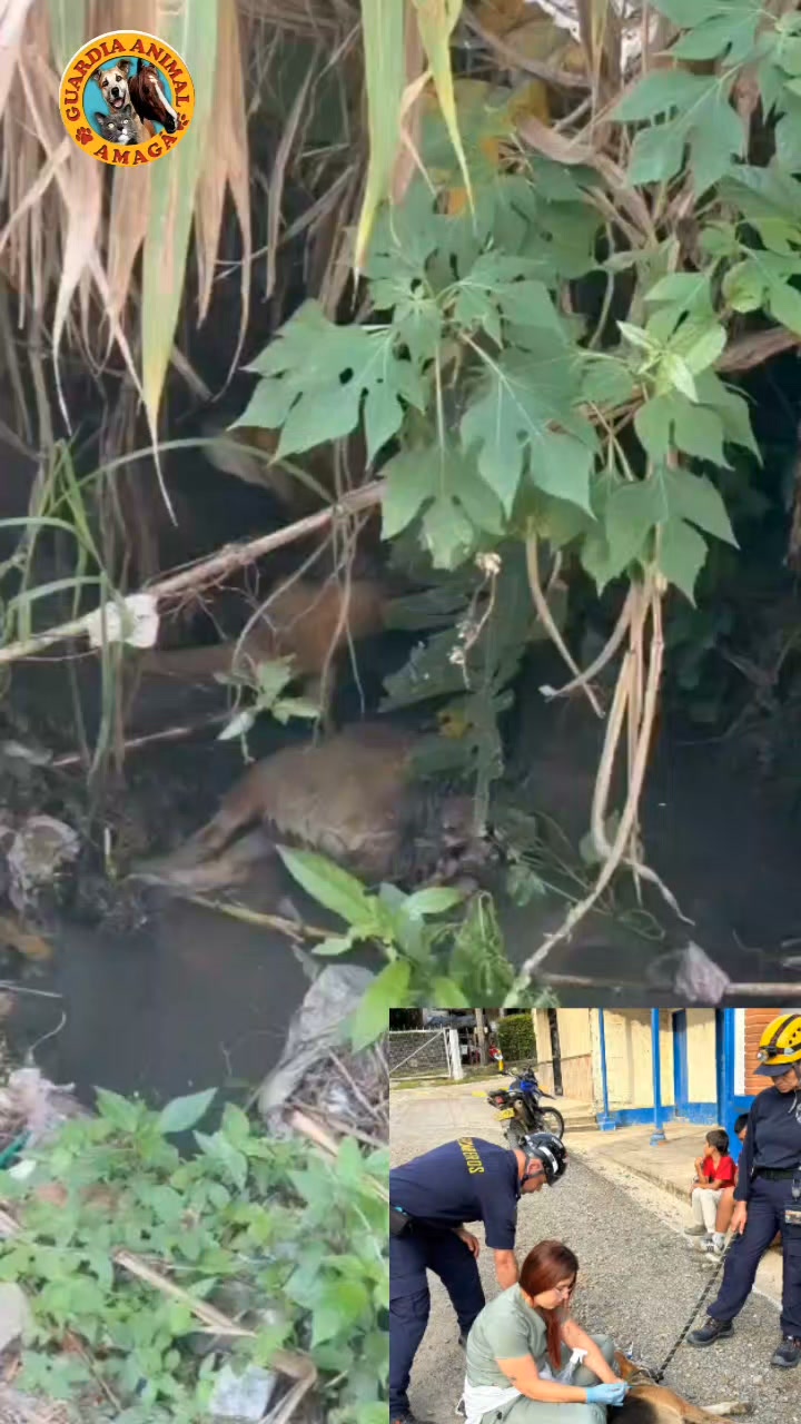 Perrito encontrado en quebrada de escuela de Piedecuesta, Amagá 